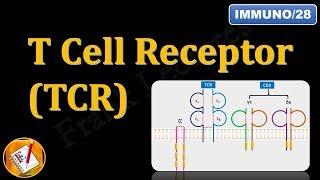 T Cell Receptor(TCR) and CD3 (FL-Immuno/28)