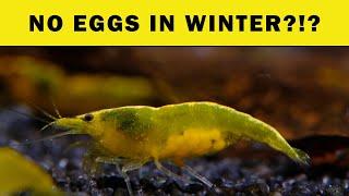 They don't tell You the truth! SHRIMPS ARE BREEDING IN WINTER!