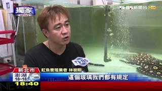 【TVBS】獨家／強化玻璃魚缸破裂！　210萬魟魚飛出水池