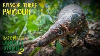 Pangolin: World's Most Trafficked Mammal | Borneo Jungle Diaries (S02E03) | SZtv