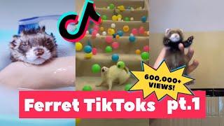 FERRETS Taking Over Tiktok | FUNNIEST Trending pt. 2