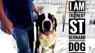 My Saint Bernard Training Graduation | Philippines