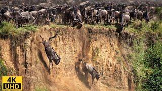 Great Migration/ Battle for Survival/ Wildebeest Crossing River Crocodile - Serengeti National Park