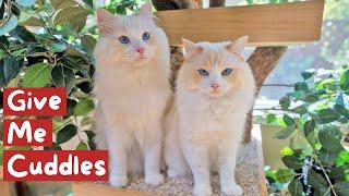 13 Affectionate Cat Breeds that Love to Cuddle | The Cat Butler
