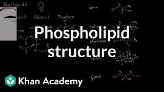 Phospholipid structure | Cells | MCAT | Khan Academy