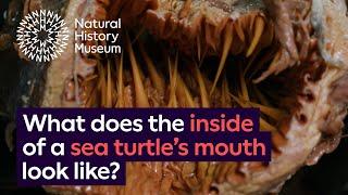 What does the inside of a sea turtle's mouth look like? | Natural History Museum