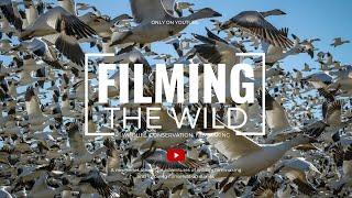 Filming The Wild - Wildlife. Conservation. Filmmaking.