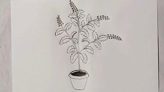 Tulsi plant drawing / how to draw Tulsi plant step by step / tulsi leaf drawing