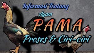 Pama's chicken (process & characteristics)