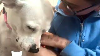 Dog's heartbroken when family abandons her