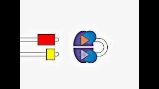 VDJ Gene Recombination