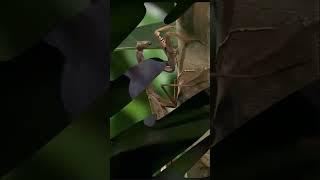 Богомол сверх хищник. Полное видео на канале. #насекомое #опасность, #атака #peace #тишина #silence