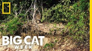 Jaguar vs. Caiman | Big Cat Week