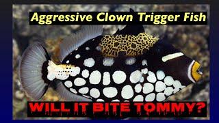 Aggressive Clown Triggerfish