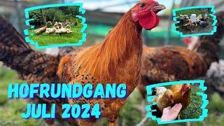 Hühner und Hofrundgang Juli 2024