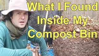 What's it like inside my compost pile?  Let's find out!