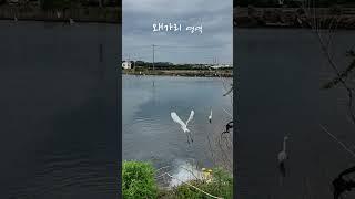 제주도 감성 총집합 올레길 1코스 소개 #shorts