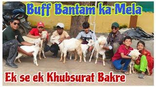 Buff Bantam bakro ka Mela at FM goat farm Aurangabad Maharashtra