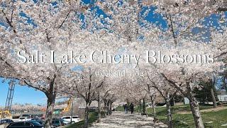 The Perfect Spring Week | Salt Lake City Cherry Blossoms, Running Errands and Draw with Me