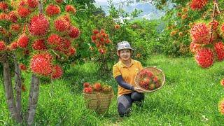 Harvesting rambutan to the Market to Sell! Growing vegetables in the garden | Lucia's daily life