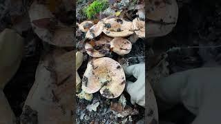 Видели когда-нибудь такое количество рыжиков??