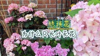 夏季绣球花养护要点/Hortensien /绣球种植两大误区/为什么只长叶而无花/花期中是否需要施肥/你对绣球花了解多少/10.07.2023