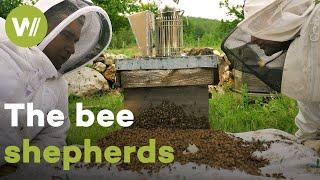 Beekeepers preserving the ancient hives of black bees in Cevennes | Master of Bees (France)