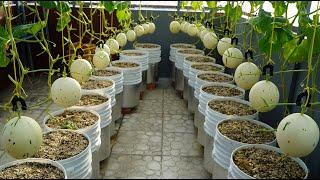 Growing Snow Leopard Melon very sweet, bear fruits all summer