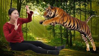 Miss "Lytutien" got lost in the dangerous forest and was attacked by a tiger.