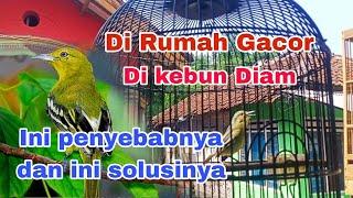 Burung sirtu gacor pas di bawa ke kebun malah diam ‼️ ini penyebab nya dan ini solusinya.