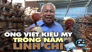 Ông Việt Kiều Mỹ về quê trồng nấm Linh Chi hiệu Ông Tiên