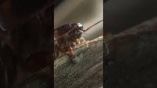 Cockroach: Why Are They Called That