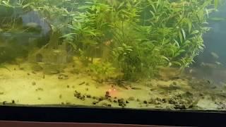 Guppys auf Laser  FUN TIME  HD