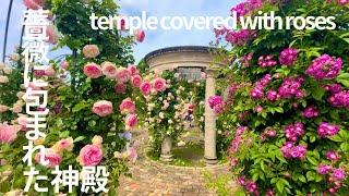 4K JAPAN Gifu World Rose Garden, The world's largest rose gardenぎふワールドローズガーデン　甘い香りに癒される世界最大級のバラ園