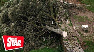 Sycamore Gap tree: Authority mark one year since felling