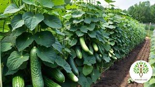 Do you want Plants Full of Cucumbers? Do This For A Rich Harvest!