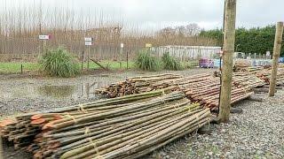 Choosing the Best Poplar & Willow Poles