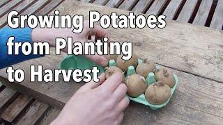 Growing Potatoes from Planting to Harvest