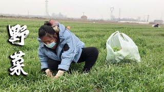 一說挖野菜小倪最來勁，帶大家來秘密基地，猜猜這個是啥野菜？【小倪趕海】