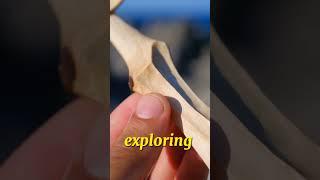 Befriending the sea #woodcarving #woodartist #satisfyingvideo