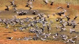 100s of Cockatiels drinking at a waterhole