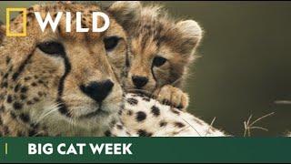 The Big Cats Are Back! | Big Cat Week | National Geographic Wild UK