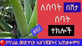 #53..ሰባት በሽታዎችን የሚያድኑ ሰባት ተክሎች እንሆ!(@ethiotube3882(Dropship | Gmail )