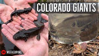 Finding GIANT Tiger Salamanders in the Colorado Rockies! High Elevation Herping