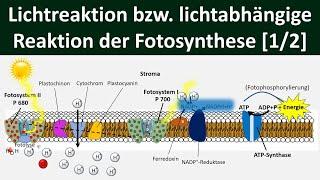 Lichtabhängige Reaktion /Lichtreaktion /Primärreaktion der Fotosynthese [1/2] -[Biologie, Oberstufe]