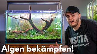 Mein GEHEIMNIS für ein Algenfreies Aquarium!