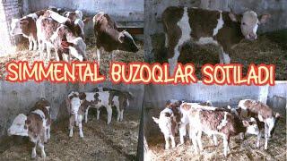 Fermadan yosh simmental buqalar sotiladi ️90-560-00-52. yetkazish kelishuv.