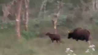 Gaur tries to save her calf from Tiger attack, but loses it.