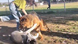 Dog Park Fights Between German Shepherd, Bull Dog Mix, Husky & Pitbull Mastiff