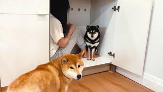 Hide and Seek With my Shiba